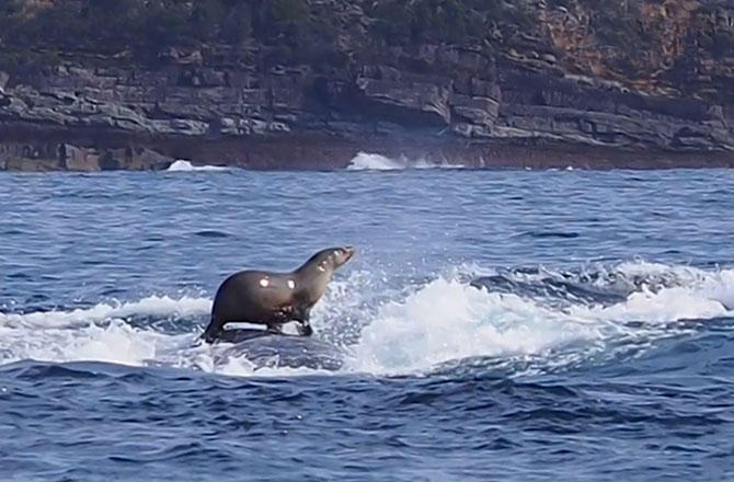 seal